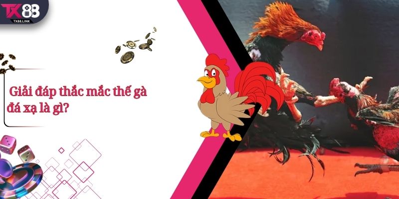 Thế Gà Đá Xạ Là Gì? Vì Sao Được Các Chiến Kê Đánh Giá Cao? 2 Giải đáp thắc mắc thế gà đá xạ là gì?