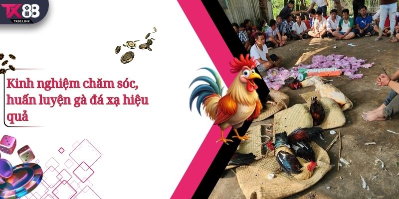 Thế Gà Đá Xạ Là Gì? Vì Sao Được Các Chiến Kê Đánh Giá Cao? 5 Kinh nghiệm chăm sóc, huấn luyện gà đá xạ hiệu quả